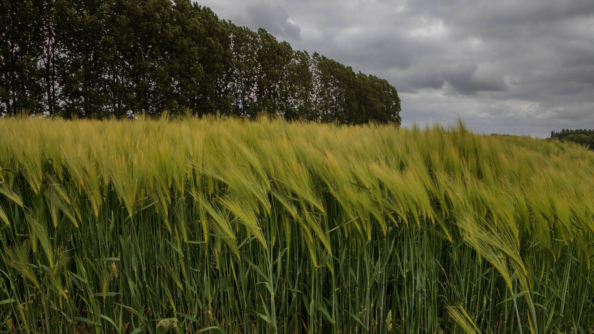 Download Barley Cereal Nature Field 4k Ultra HD Wallpaper