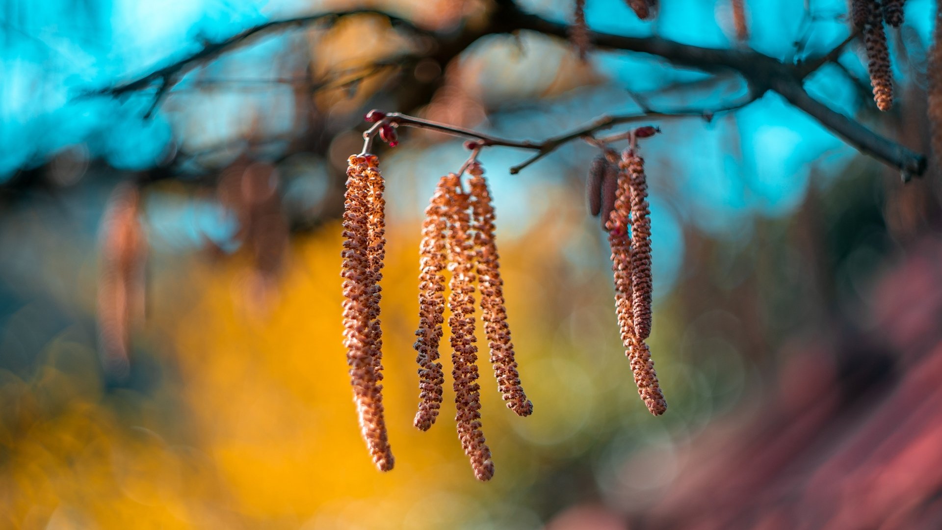 4K Ultra HD PC desktop wallpaper: birch branch with dangling catkins against a vibrant teal and golden bokeh nature background.