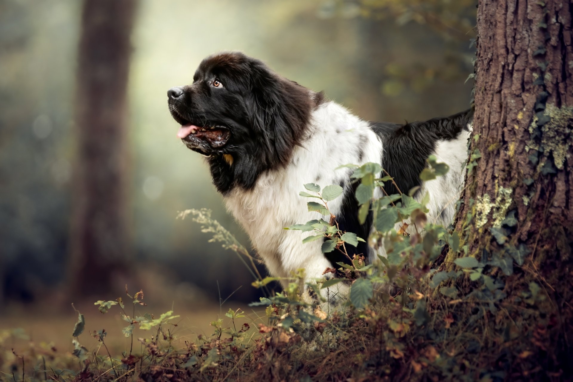 Download Dog Animal Newfoundland HD Wallpaper