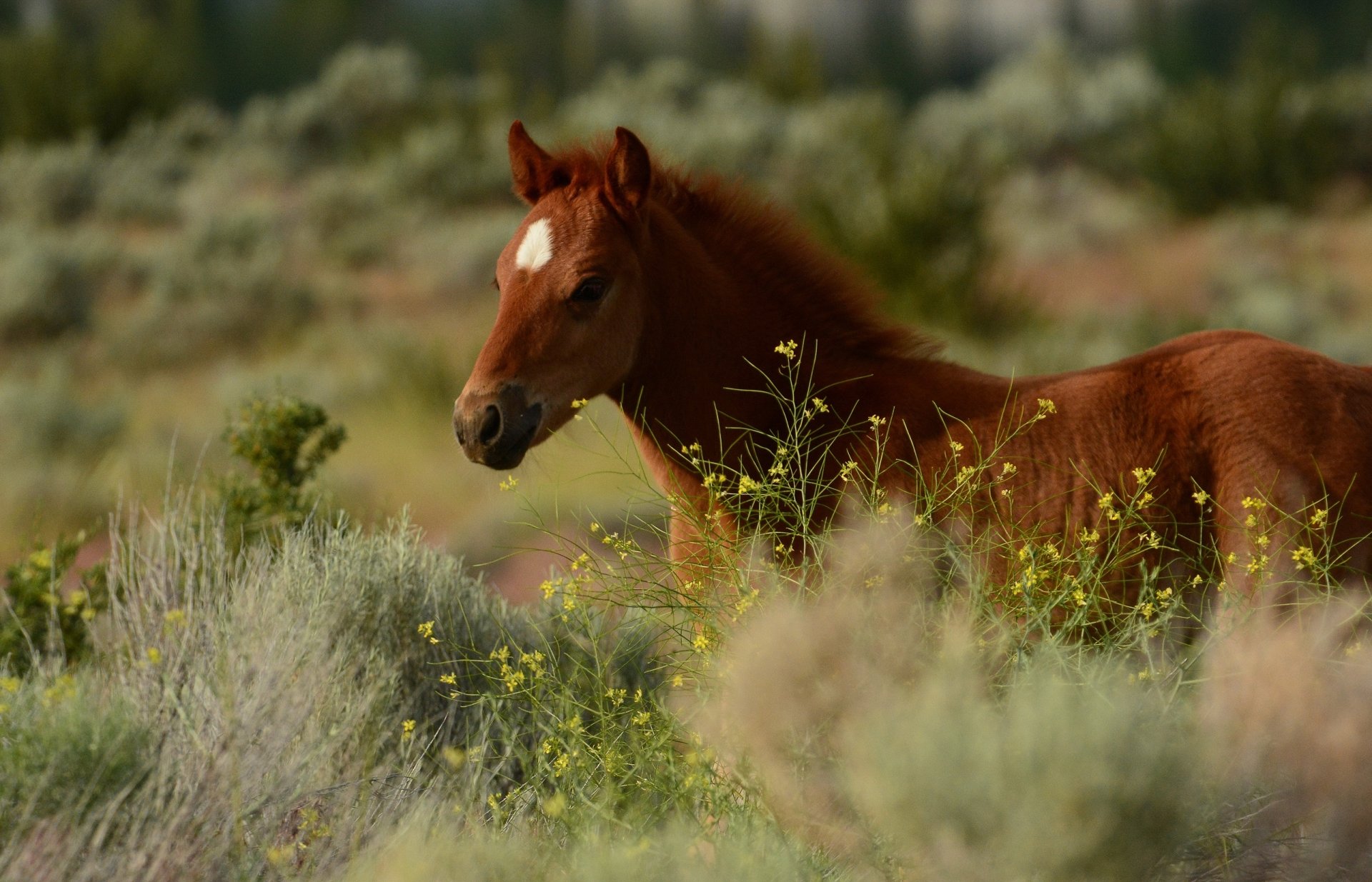 Download Foal Animal Horse HD Wallpaper