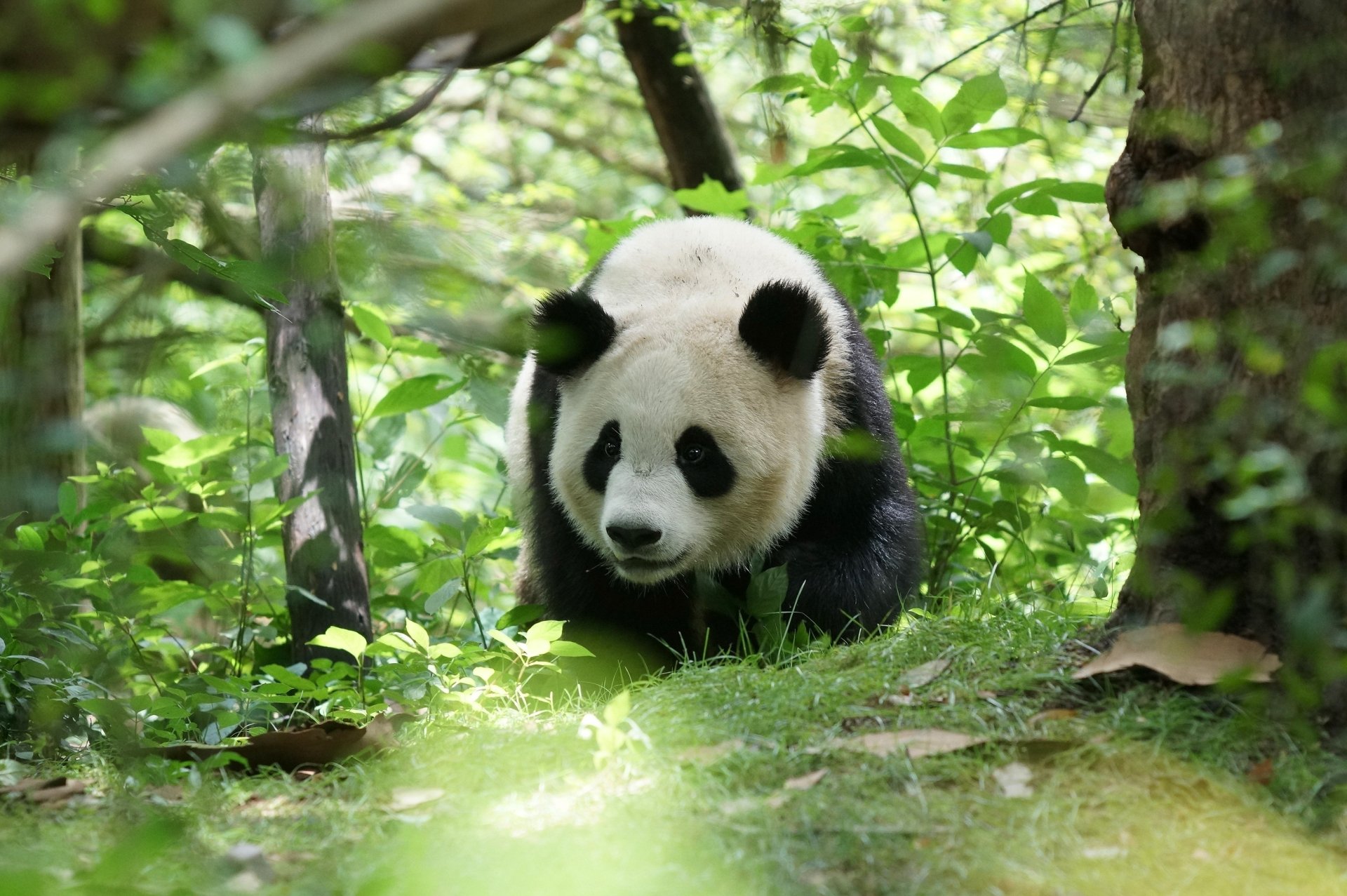 Animal Panda HD Wallpaper