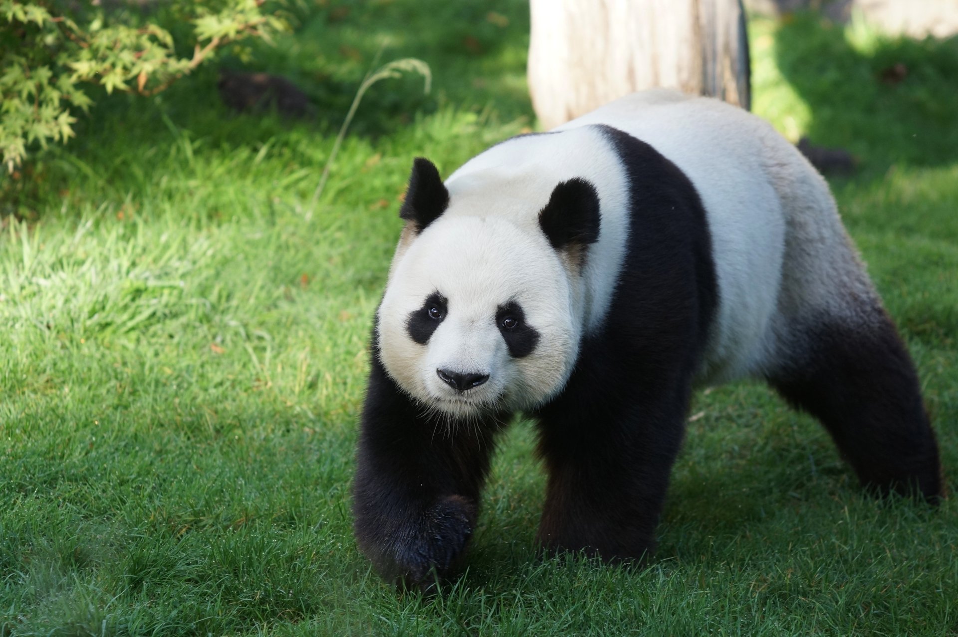 Download Animal Panda HD Wallpaper