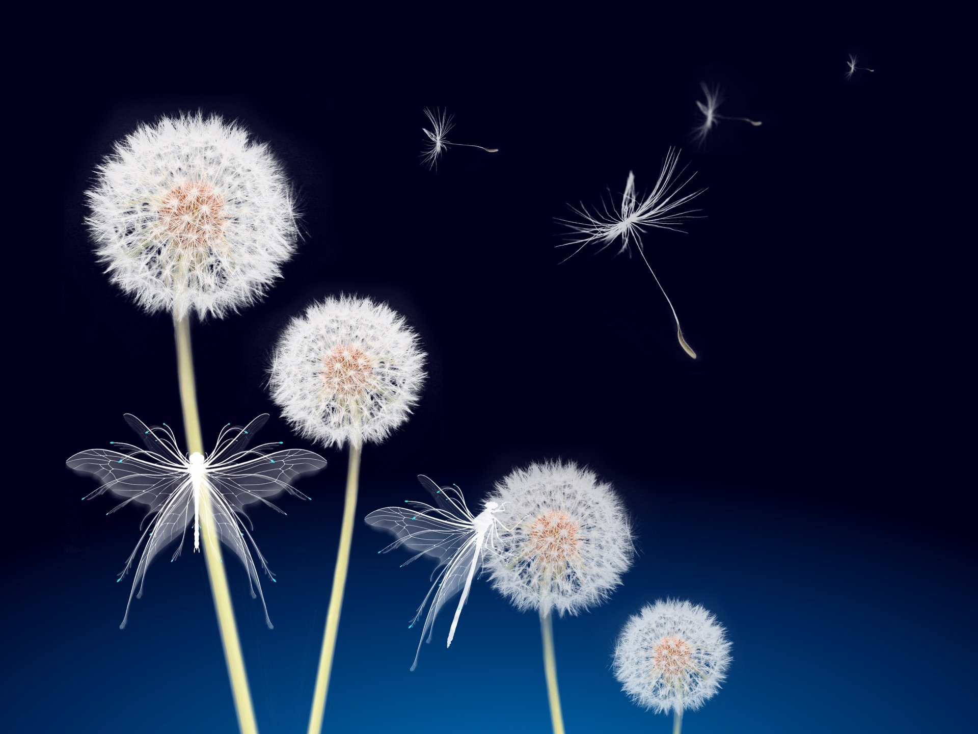 Download Dandelion Artistic Flower 4k Ultra HD Wallpaper