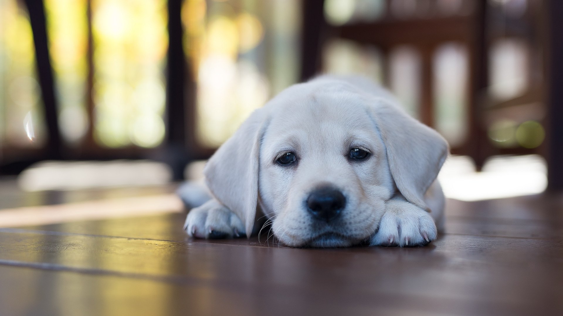 Download Puppy Dog Animal Labrador Retriever 4k Ultra HD Wallpaper