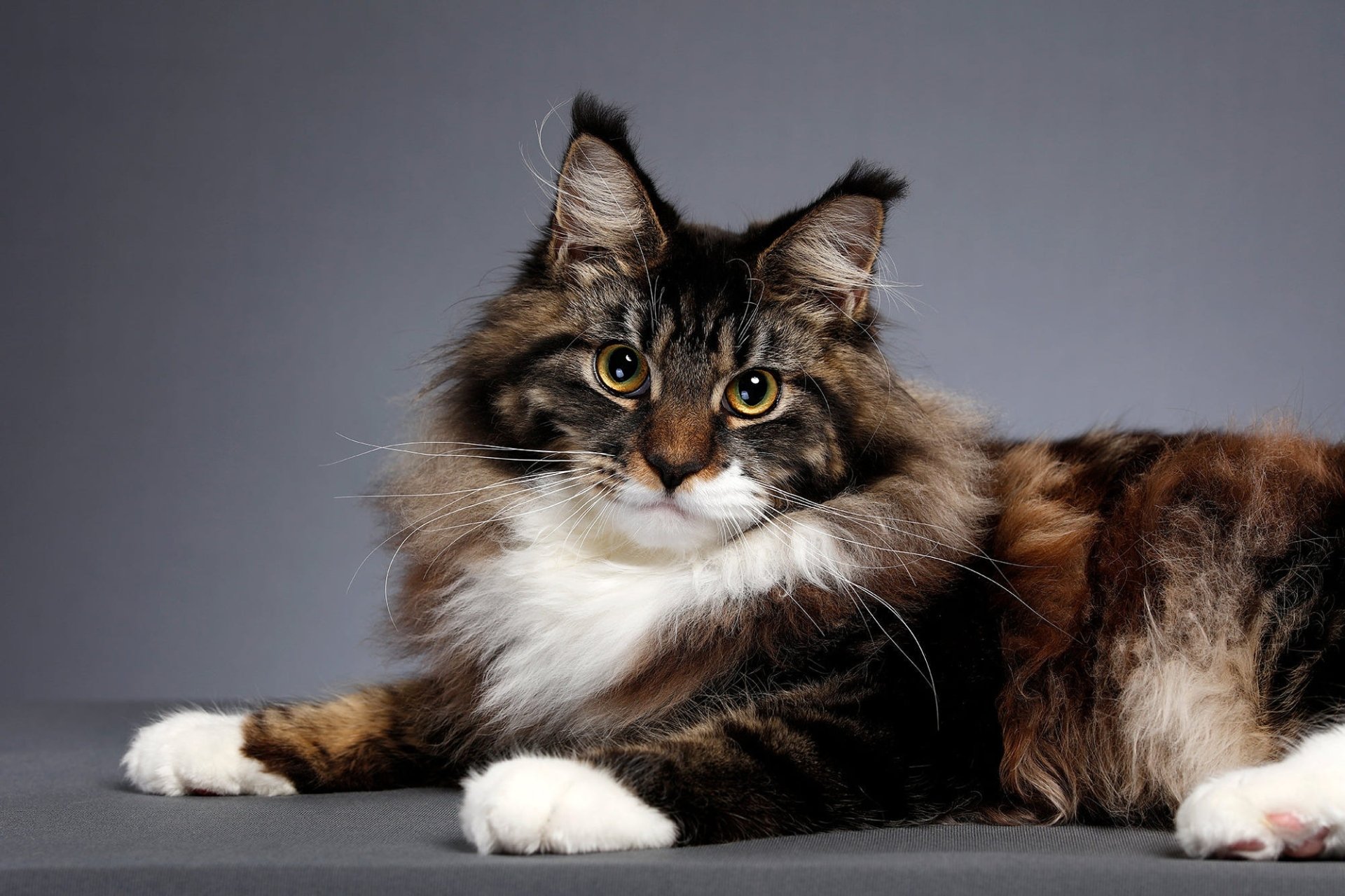 Download Maine Coon Animal Cat HD Wallpaper