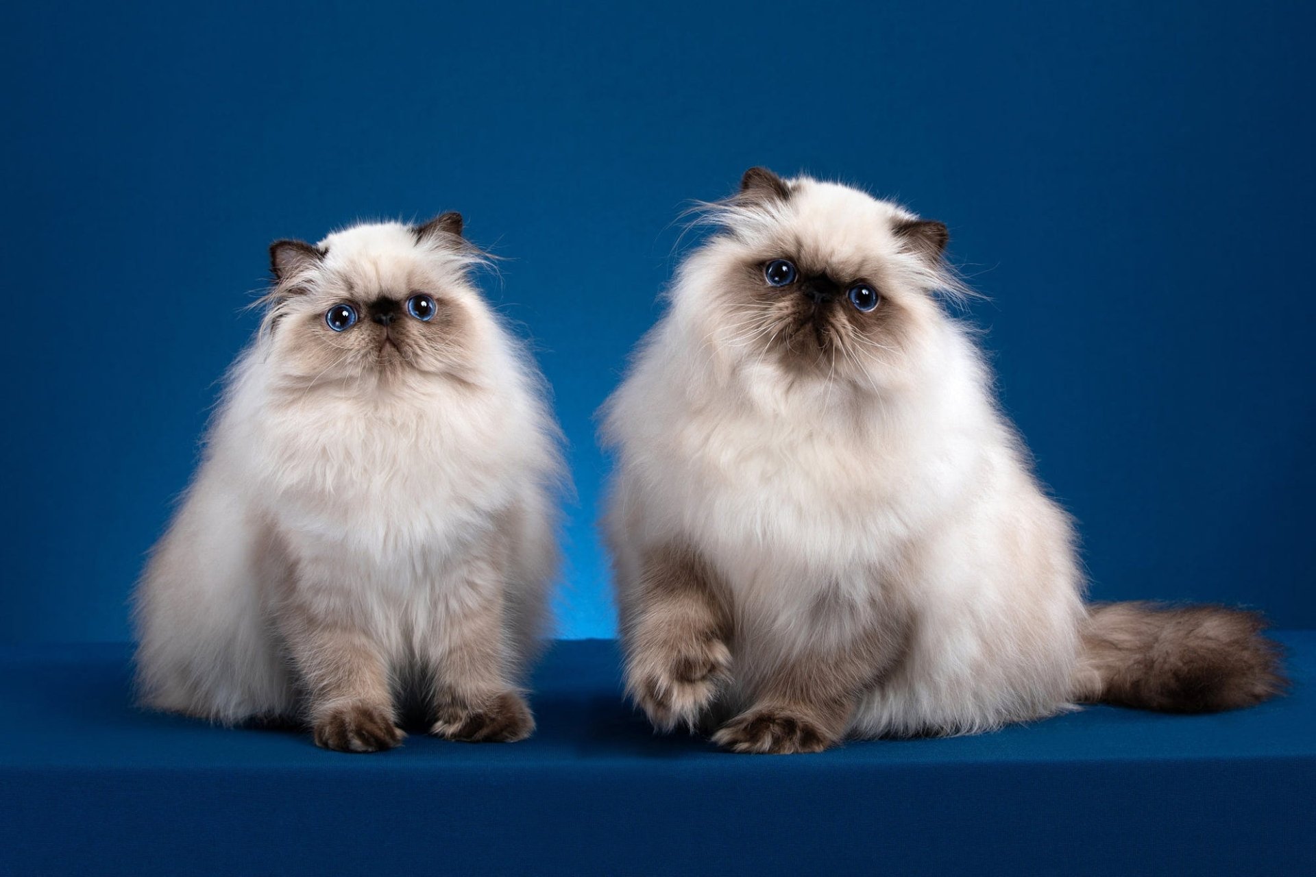 Download Animal Cat HD Wallpaper