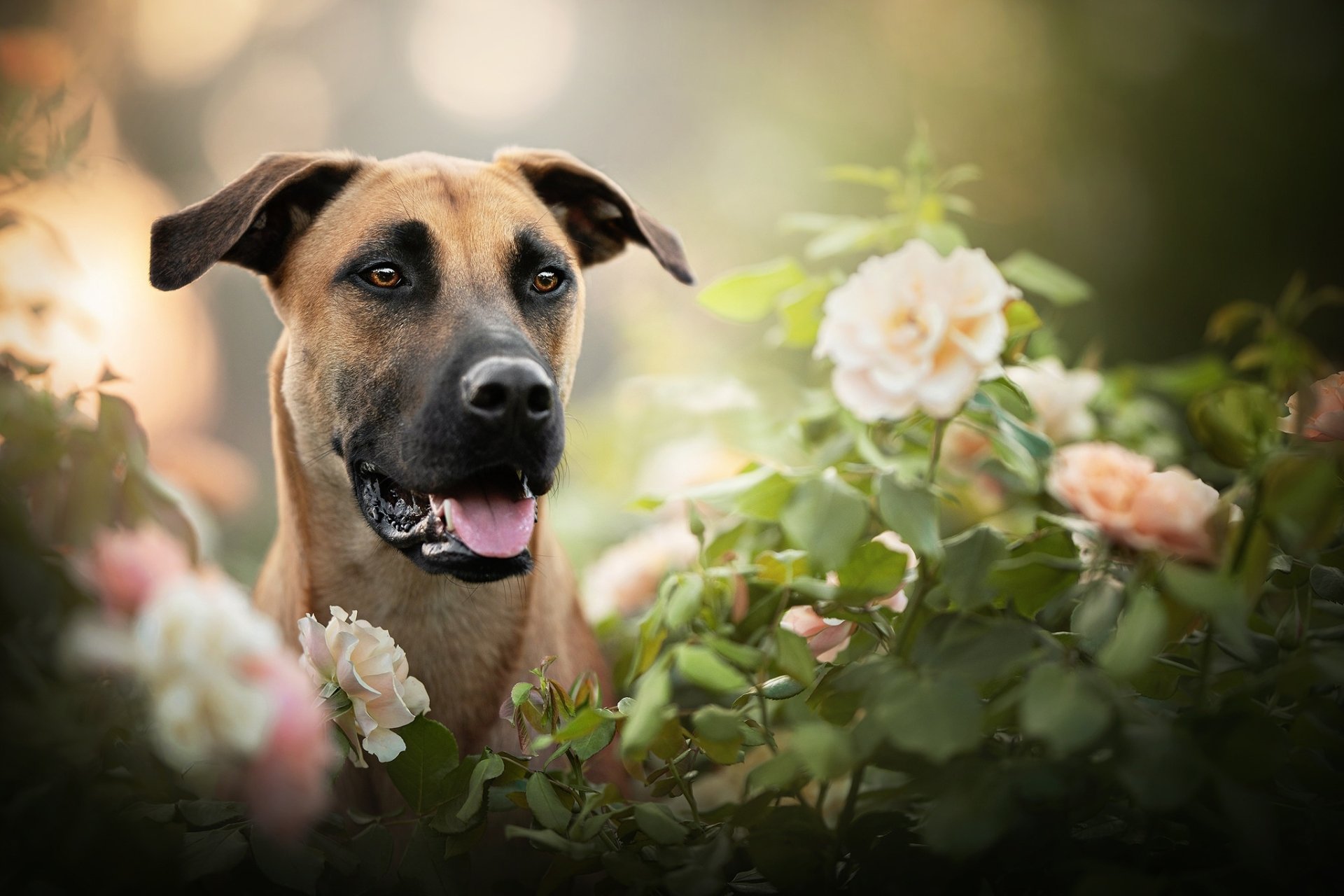 Download Flower Rose Animal Dog HD Wallpaper | 2048x1365 | Wallpaper Abyss