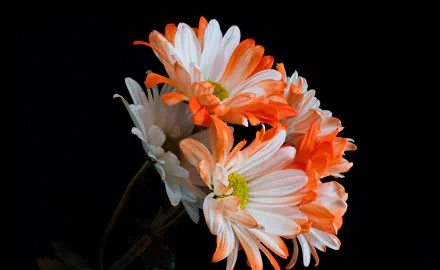 nature chrysanthemum HD Desktop Wallpaper | Background Image