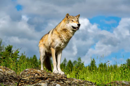 Animal wolfdog HD Desktop Wallpaper | Background Image