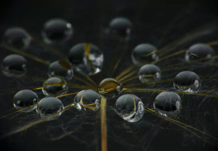 dandelion macro nature water drop HD Desktop Wallpaper | Background Image
