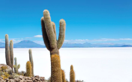 Bolivia salt lake nature cactus HD Desktop Wallpaper | Background Image