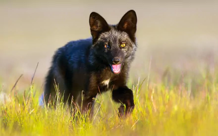 HD PC desktop wallpaper/background showing a silver fox (animal) — a dark-furred fox — walking through sunlit grass with bright golden eyes.