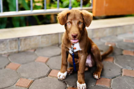 chocolate labrador baby animal dog puppy Animal Labrador Retriever HD Desktop Wallpaper | Background Image