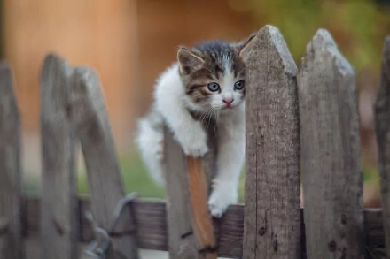 Fluffy kitten (baby animal, cat) clings to a weathered wooden fence with a soft-focus garden behind — 2K Quad HD PC desktop wallpaper/background.