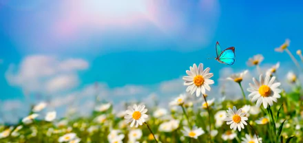 chamomile Animal butterfly HD Desktop Wallpaper | Background Image