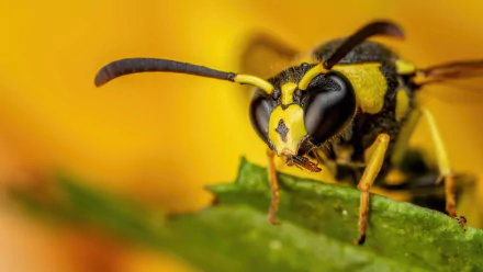 Animal wasp HD Desktop Wallpaper | Background Image