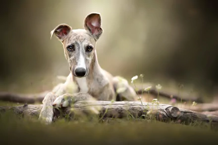 dog Animal whippet HD Desktop Wallpaper | Background Image
