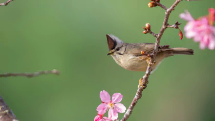  Taiwan Yuhina (yuhina brunneiceps)