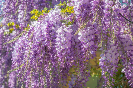 Vibrant purple wisteria blossoms cascading in full bloom, captured in stunning 4K Ultra HD for a nature-inspired PC desktop wallpaper background.