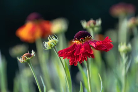 gaillardia nature flower HD Desktop Wallpaper | Background Image