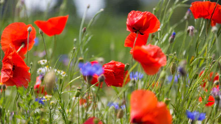 cornflower chamomile meadow flower nature poppy HD Desktop Wallpaper | Background Image