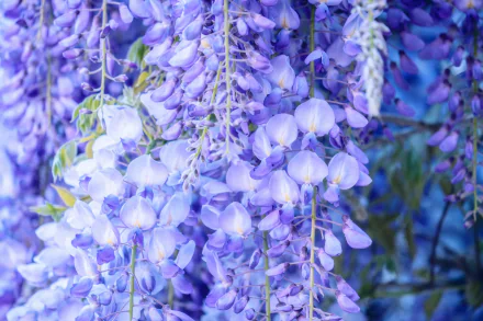 Close-up of delicate purple wisteria flowers in full bloom, captured in vibrant 4K Ultra HD, highlighting nature's intricate beauty for a stunning desktop wallpaper.