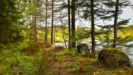 river spruce stump nature forest HD Desktop Wallpaper | Background Image