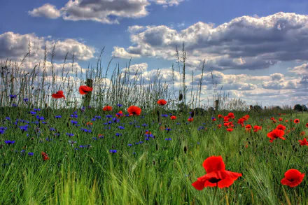 cornflower wheat poppy cloud sky summer field nature flower HD Desktop Wallpaper | Background Image