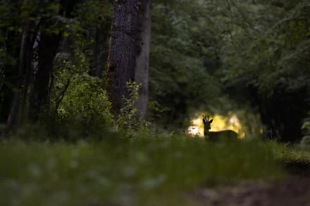 A roe deer stands illuminated by soft light in a dense forest, captured in stunning HD as a peaceful desktop wallpaper and background.