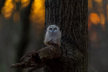 owlet bird tree Animal owl HD Desktop Wallpaper | Background Image