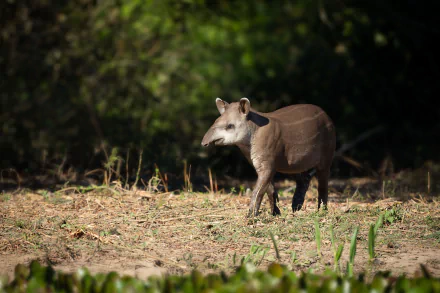 Animal tapir HD Desktop Wallpaper | Background Image