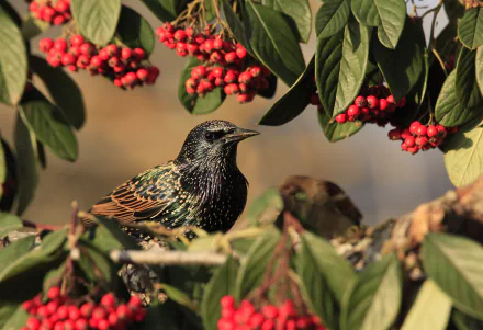 leaf branch bird berry Animal starling HD Desktop Wallpaper | Background Image