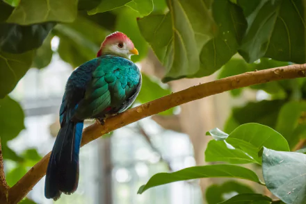  The red-crested turaco is a turaco, a group of African Otidimorphae birds.