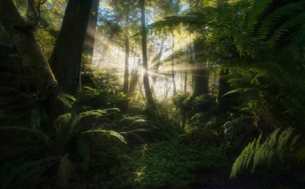 fern vegetation tree jungle nature sunbeam HD Desktop Wallpaper | Background Image