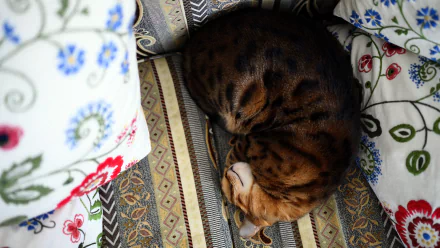 bengal cat Animal cat HD Desktop Wallpaper | Background Image