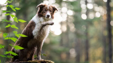 Animal border collie HD Desktop Wallpaper | Background Image