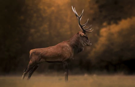 profile Animal deer HD Desktop Wallpaper | Background Image
