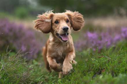 Spaniel dog (animal) joyfully bounding through purple heather, captured in vibrant detail — 4K Ultra HD PC desktop wallpaper background.