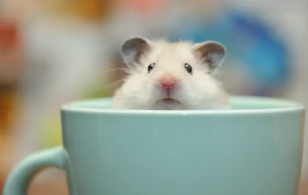 HD PC desktop wallpaper and background of a small hamster peeking from a pale blue mug, soft bokeh colors behind.