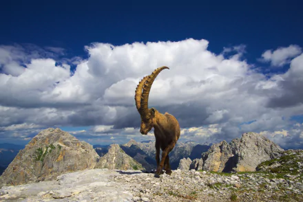 goat Animal mountain goat HD Desktop Wallpaper | Background Image