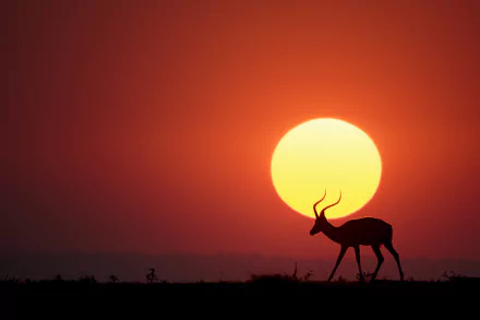 sunset silhouette sun Animal Impala HD Desktop Wallpaper | Background Image