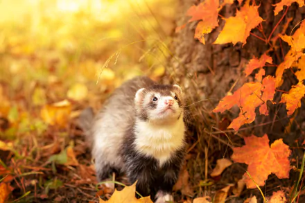 Animal ferret HD Desktop Wallpaper | Background Image