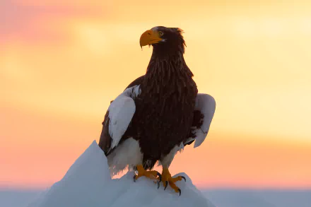 bird of prey eagle bird Animal Steller's Sea Eagle HD Desktop Wallpaper | Background Image