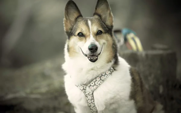 Animal corgi HD Desktop Wallpaper | Background Image