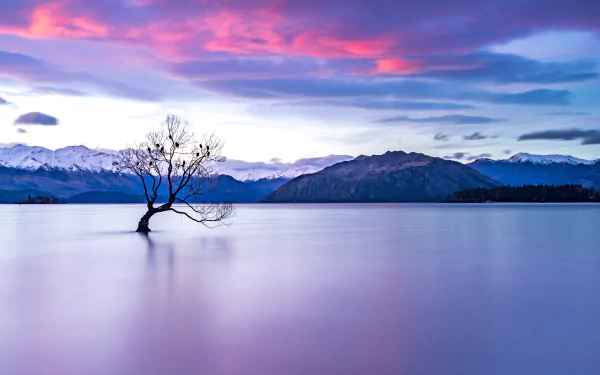 A lone tree stands in the calm lake waters with snow-capped mountains and a vibrant pink and purple sky in the background, showcasing New Zealand's serene natural beauty in 4K Ultra HD.