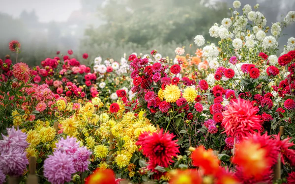 nature dahlia HD Desktop Wallpaper | Background Image