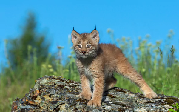 A young lynx stands alert on a rock against a clear blue sky, captured in stunning detail for a 4K Ultra HD PC desktop wallpaper.