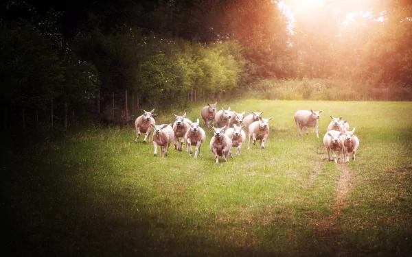 Animal sheep HD Desktop Wallpaper | Background Image