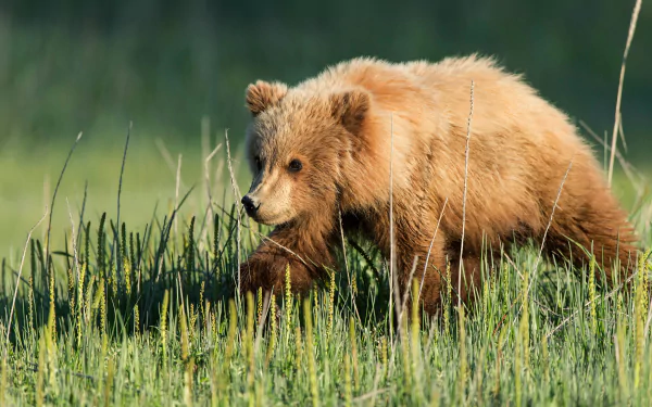 cub Animal bear HD Desktop Wallpaper | Background Image