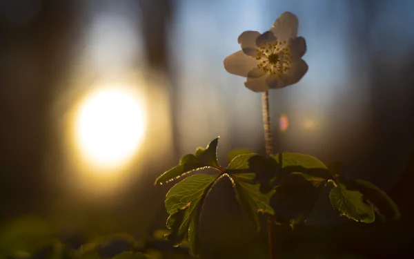 spring nature flower anemone HD Desktop Wallpaper | Background Image